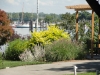Perennials on the Sound