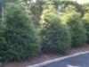 hemlock-hedge