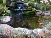 Koi pond