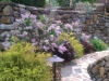 miss-kim-lilacs