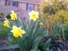daffodils