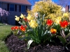 Spring Tulips and Daff's