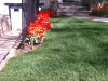 Spring Bulbs