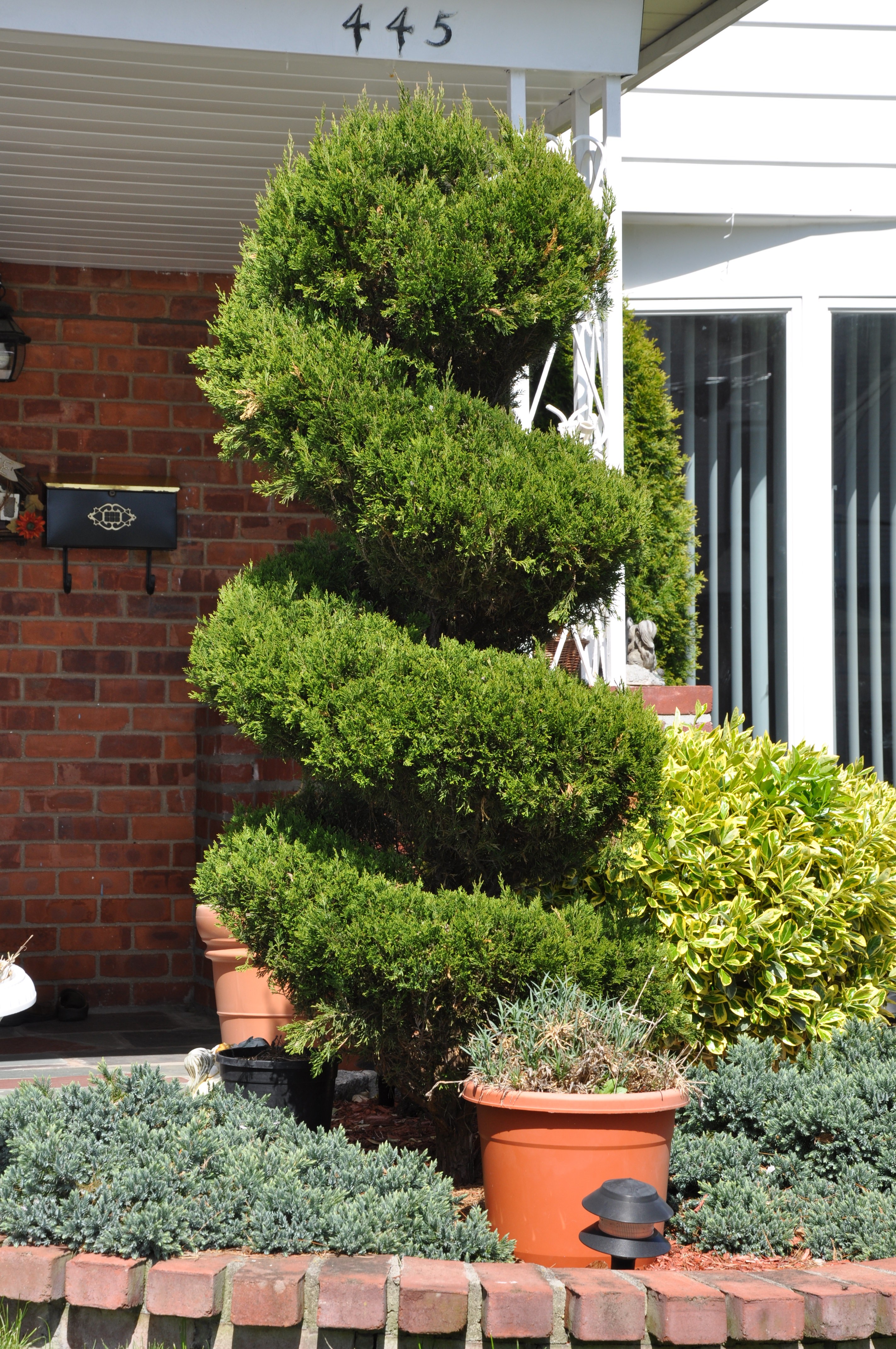 spiraling junipers archives emil yedowitz landscaping and irrigation solutions spiraling junipers archives emil yedowitz landscaping and irrigation solutions