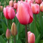 Tulips...Spring Color