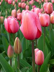 images-125