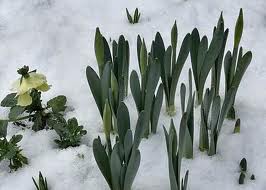 emergingBulbs