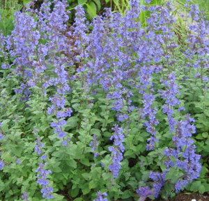 Can Cats Be Around Lavender Trees Can Cats Be Around Lavender Trees